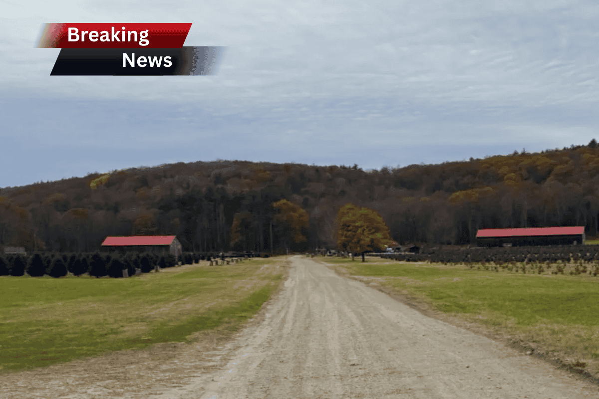 72-year-old bought an ‘overgrown’ Christmas tree farm in 2010—now it’s a ‘Hallmark setting’ for families