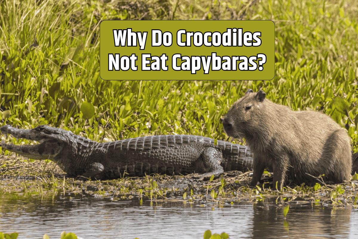 Why Do Crocodiles Not Eat Capybaras